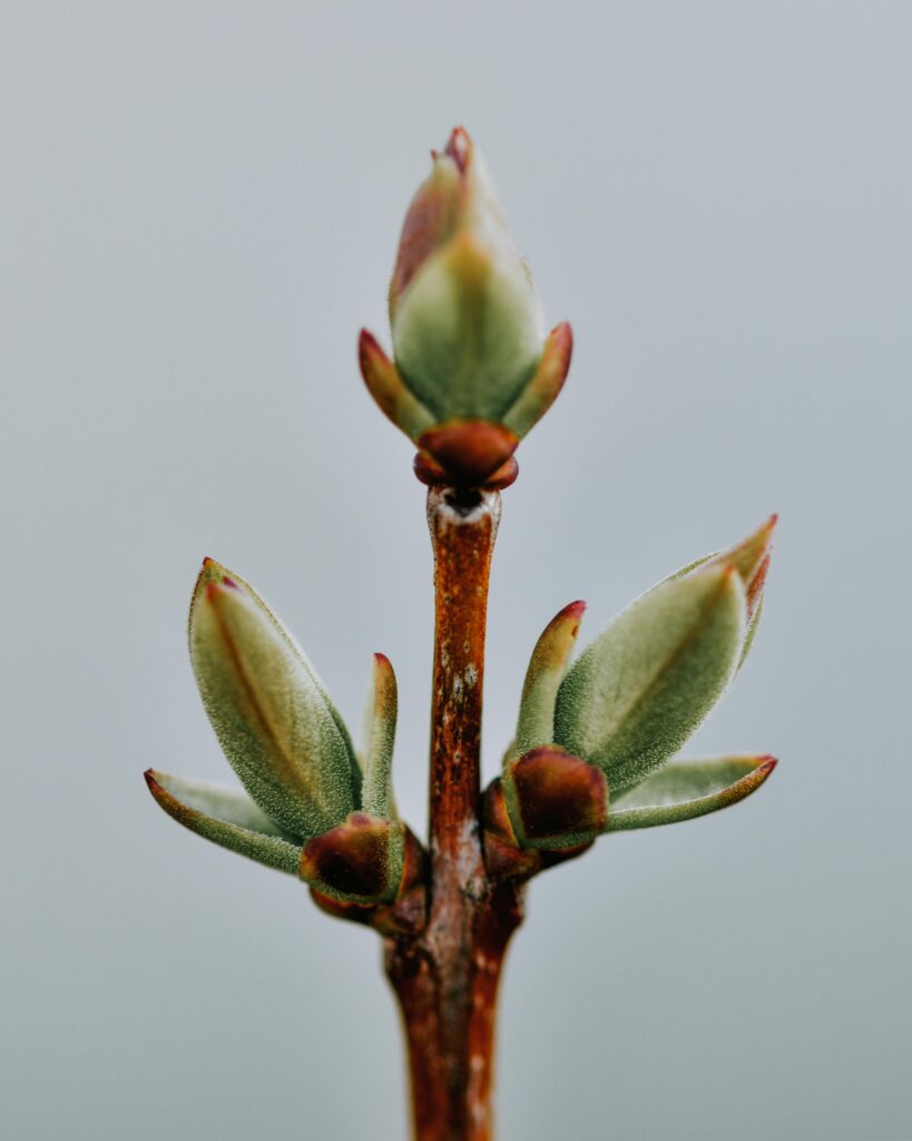 Detailed macro shot of vibrant green flower buds on a branch against a soft background.